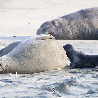 Elephant Seal Colony Resting on Sandy Beach