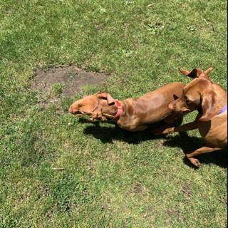 Two Canine Pals Playing in the Grass