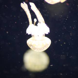 Graceful Jellyfish Glide