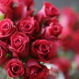 A Stunning Bouquet of 11 Red Roses