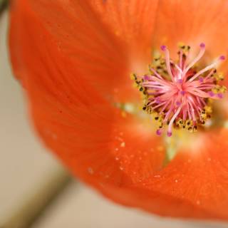 Vibrant Orange Geranium Flower with Pollen-Filled Anthers