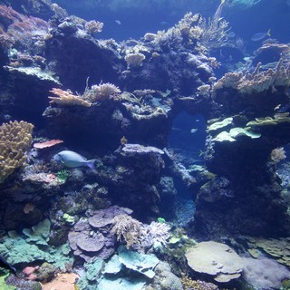 Vibrant Coral Reef Ecosystem with Tropical Fish