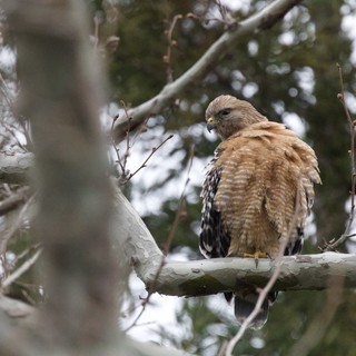 Red-shouldered Hawk Perched on Winter Branch