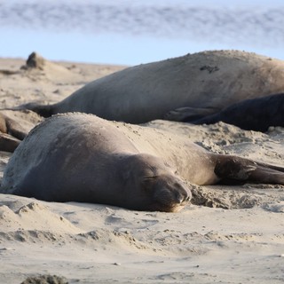 Elephant Seal Resting on Sandy Beach at Drakes Beach