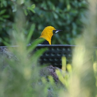 Hooded Oriole Perched at Garden Bird Bath