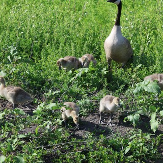 Canada Goose Family Foraging in Wetland Grassland