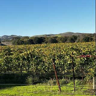 A Serene View of Napa Valley Vineyard