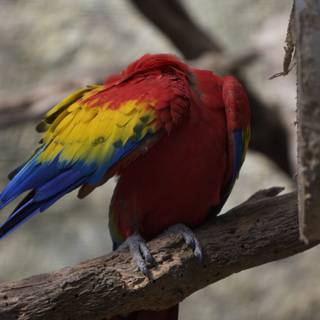 Colorful Macaw on a Branch