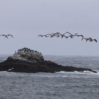 Pelicans in Flight Over Rocky Ocean Outcrop