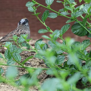 garden or outdoor area