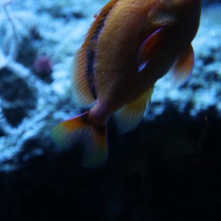Vibrant Tropical Fish Swimming Among Coral Reef