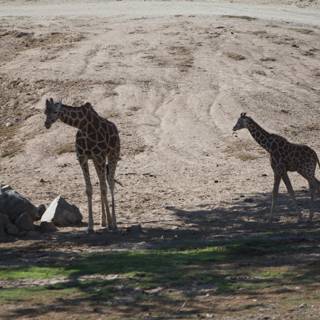 Two Majestic Giraffes Grazing in the Field