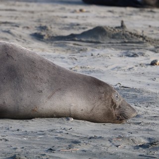 Elephant Seal Resting on Sandy Beach at Drakes Beach