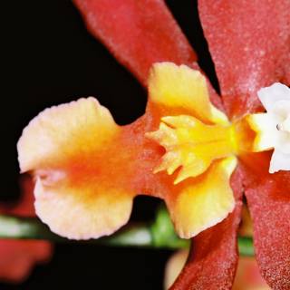 Vibrant Begonia Flower