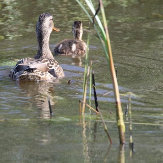 Female Mallard Duck Swimming with Fuzzy Duckling