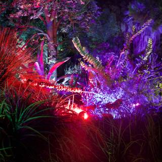 Enchanted Nightscape