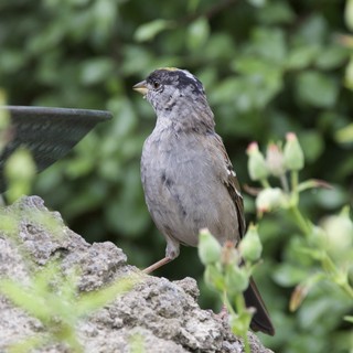 House Sparrow Perched on Mossy Garden Birdbath