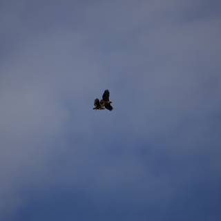 Majestic Birds in Flight at Lake Merced