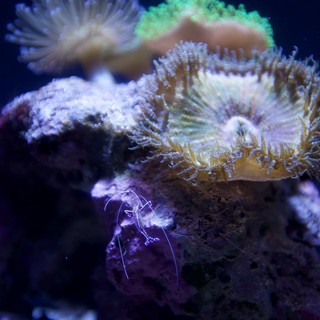 Vibrant Coral Reef Display in Marine Aquarium