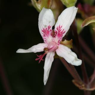 Geranium Flower with Bee