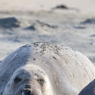 Young Elephant Seal Pup Resting on Drakes Beach