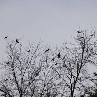Flock of Blackbirds Perching on Bare Trees