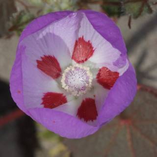 Purple Geranium Flower Close-up