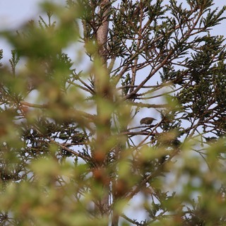 Small Bird Perched Among Conifer Branches