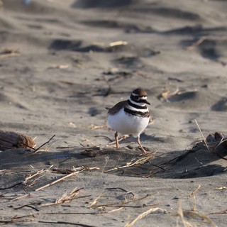 Killdeer Shorebird on Sandy Beach at Dusk