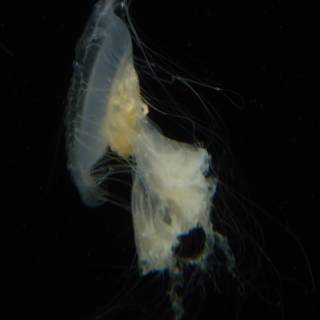 Jellyfish in the Dark