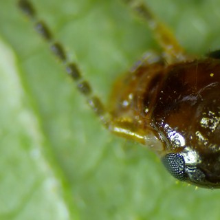 Extreme Close-Up of a Tiny Insect's Dark Head