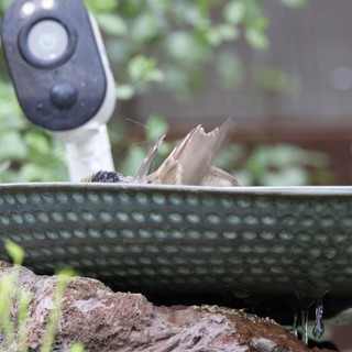 Bird Bathing in Garden Bird Bath with Camera