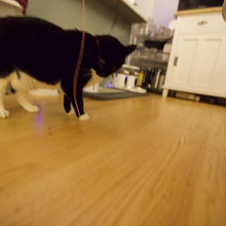 Black Cat Playfully Chasing Rope Toy in Kitchen