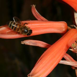 Honey Bee on Red Flower