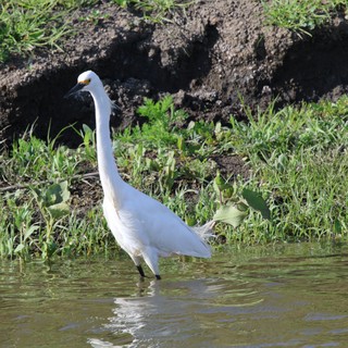 Snowy Egret Wading in Shallow Wetland Waters