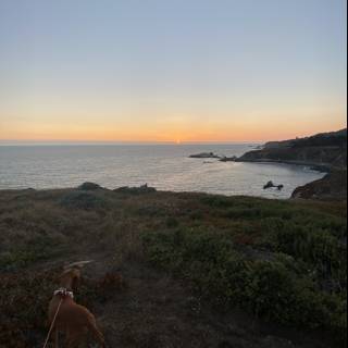 Canine Gaze over Sunlit Ocean