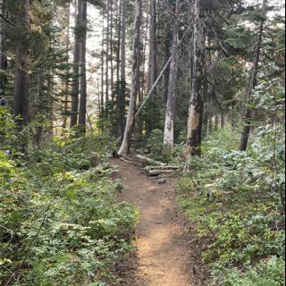 Trail Through the Woodland