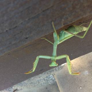 Praying Mantis on Wooden Surface