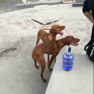 Two Canine Companions on a Walk