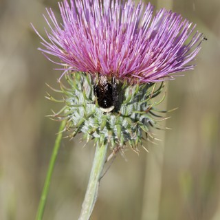 Bumblebee Foraging on Purple Thistle Bloom