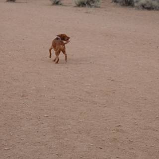 Desert Dog Fun