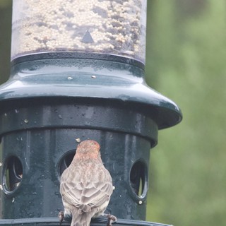 House Finch Perched at Backyard Bird Feeder
