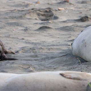Elephant Seal Pups Resting on Drakes Beach