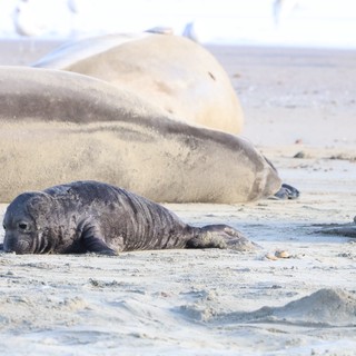 Northern Elephant Seal Pup Resting on Sandy Beach
