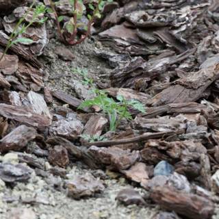 Nature's Resilience