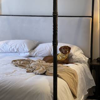 Canine Comfort in a Santa Fe Canopy Bed