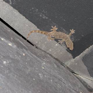 Gecko on the Edge