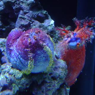 Vibrant Sea Anemones in Aquarium