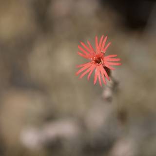 A Lone Red Daisy in the Field