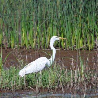 Great Egret Hunting in Wetland Marsh